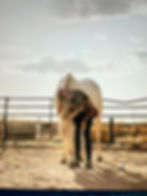 Harmonize Your Horsemanship: 2-Day Clinic | 2026