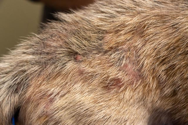 Attention all pet owners! Are you tired of seeing your furry friend constantly scratching and biting at their skin? It could be a sign that they have a flea allergy. Don't worry; we've covered you with simple, effective home remedies to ease your pup's discomfort. No more expensive vet bills or harmful chemicals – it's the time to take matters into your own hands and give your dog the relief they deserve. Keep reading for our top tips on tackling those pesky fleas!
