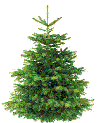 sapin de noël nordmann 200/225