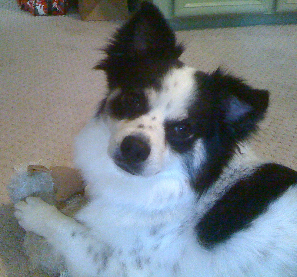 studio dog, art studio mascot, studio mascot, family pet