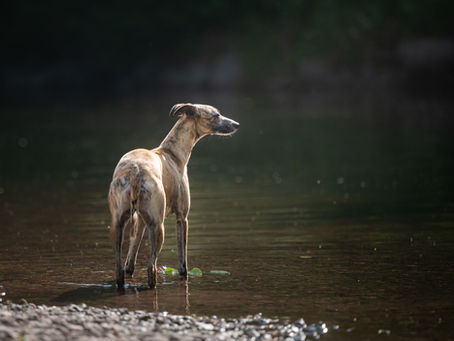 De bonne heure à la rivière !