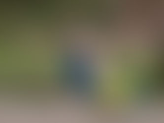 Accueillir un chiot ou un chien : les bonnes attitudes pour bien commencer une vie ensemble