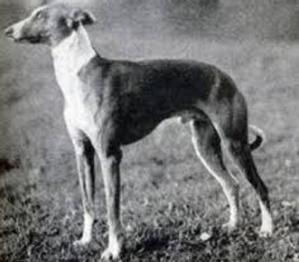 Origine du whippet