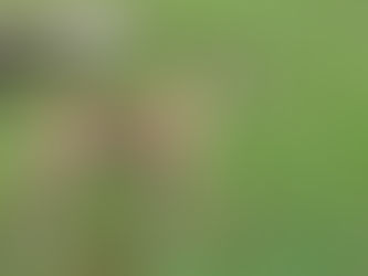 Gestation de Scarlett - Jour 43