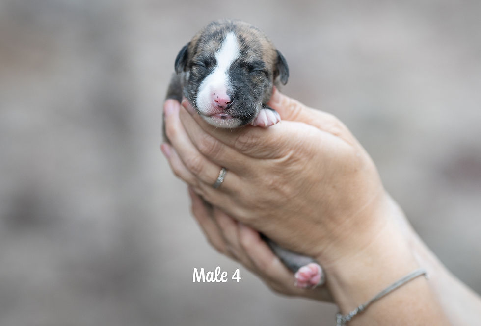Male 4