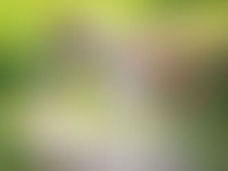 Bienvenue sur le blog Des Plaines des Bruyères 