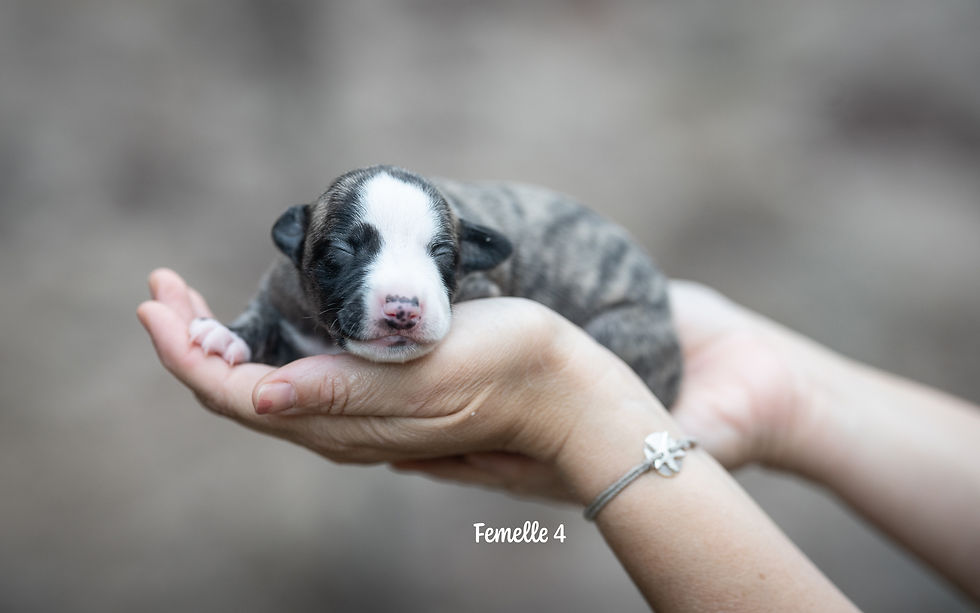 Femelle 4.1