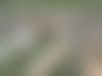 Whippet et petits animaux : cohabitation possible ou mission impossible ?