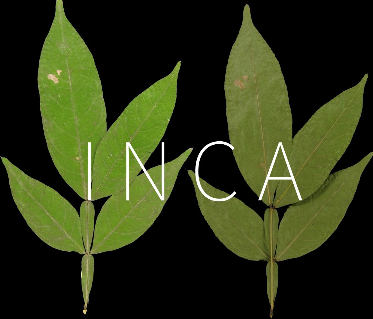 INCA Skin Care | INCA Skin Care was founded by Inga Newson