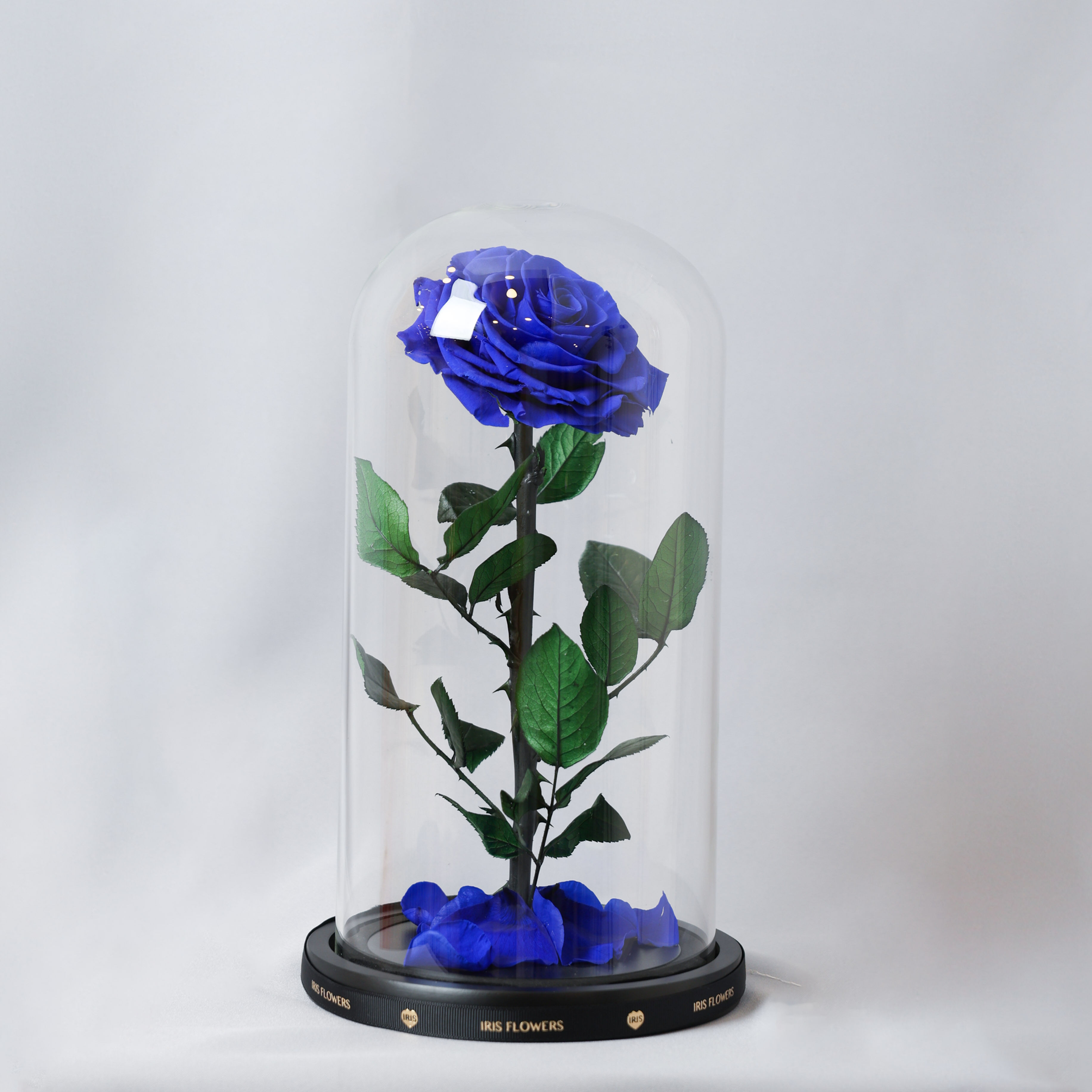 Blue Forever Rose 