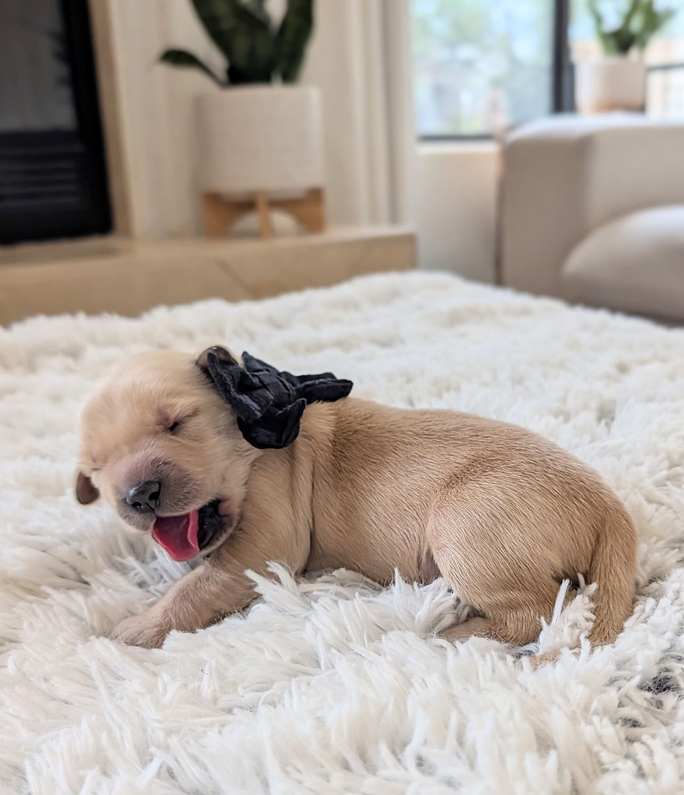 1 WEEK OLD