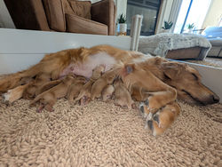 Dixie Babies