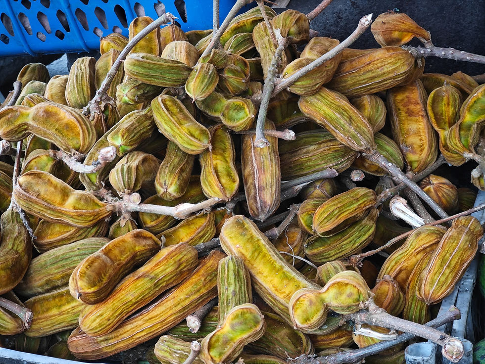 Tamarind, known locally as asam jawa,