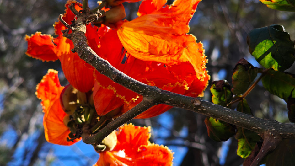 Portugal - Madeira Island: Discover the Floral Paradise
