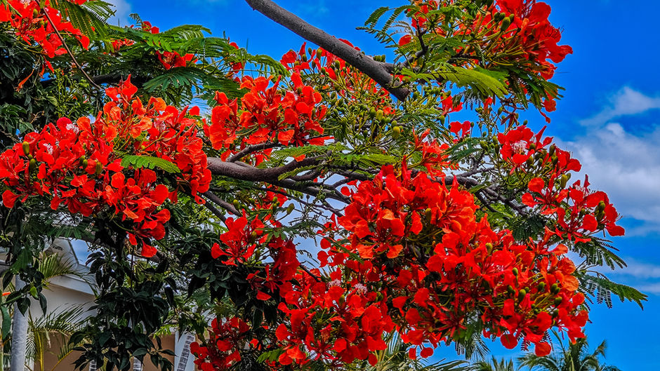 France - La Réunion Island: Just Go to Paradise and Visit Reunion