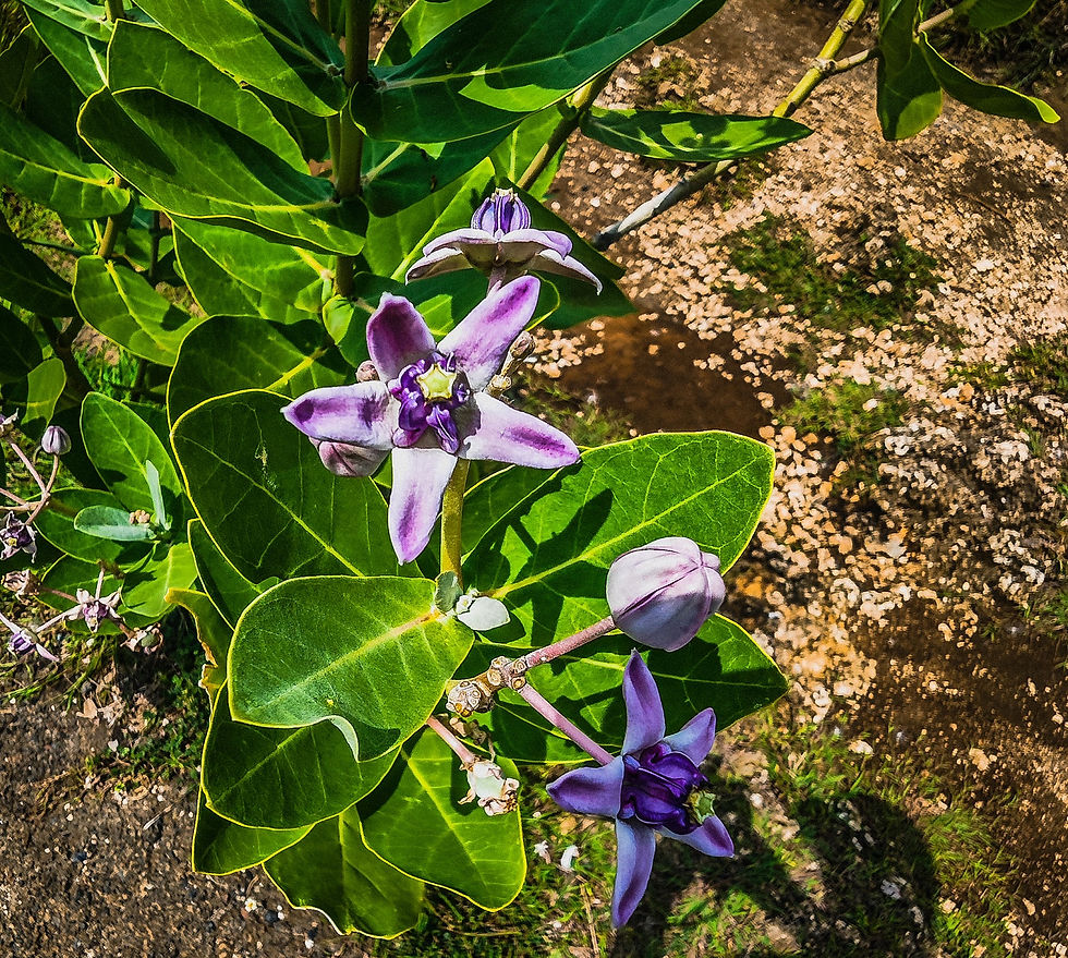 Flower on Nusa Penida