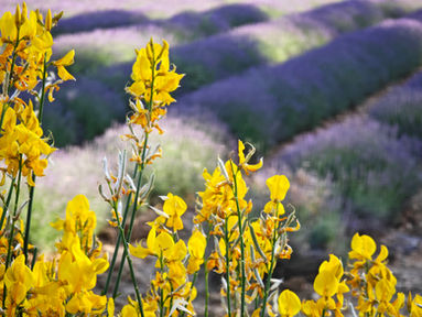 Lavanda Fields in June in Provence