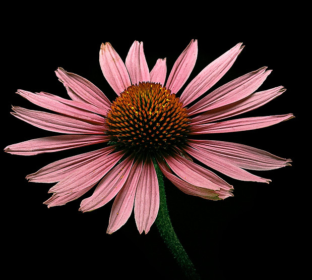 NaturalDoc Echinacea purpurea.jpg