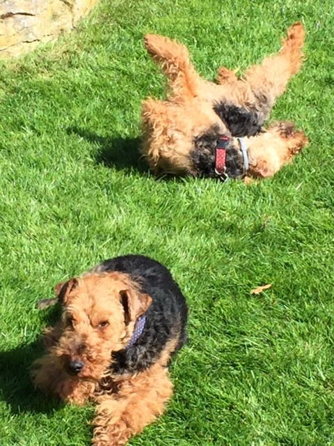 Jack & Daisy in sun IMG_2887_edited.JPG