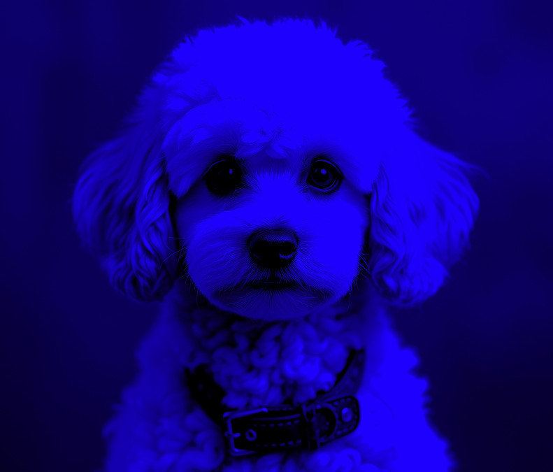 poodle .jpg