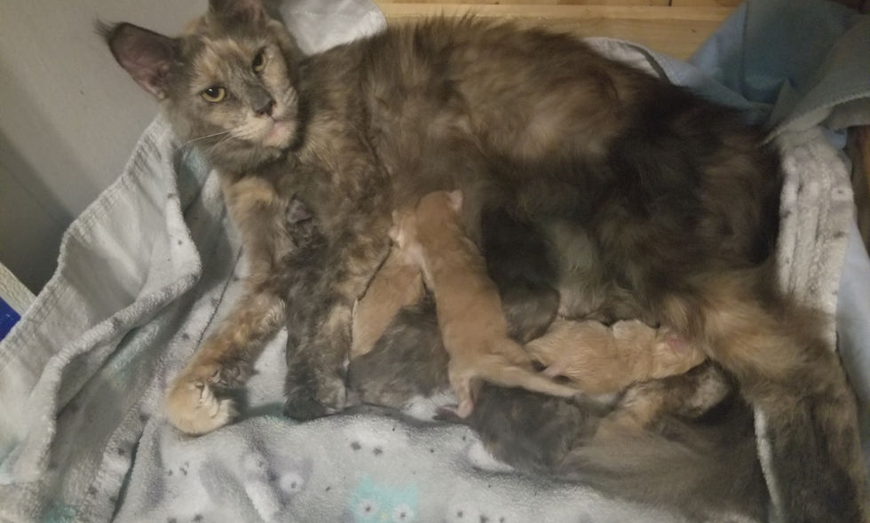 AMEILA WITH KITTENS.jpg