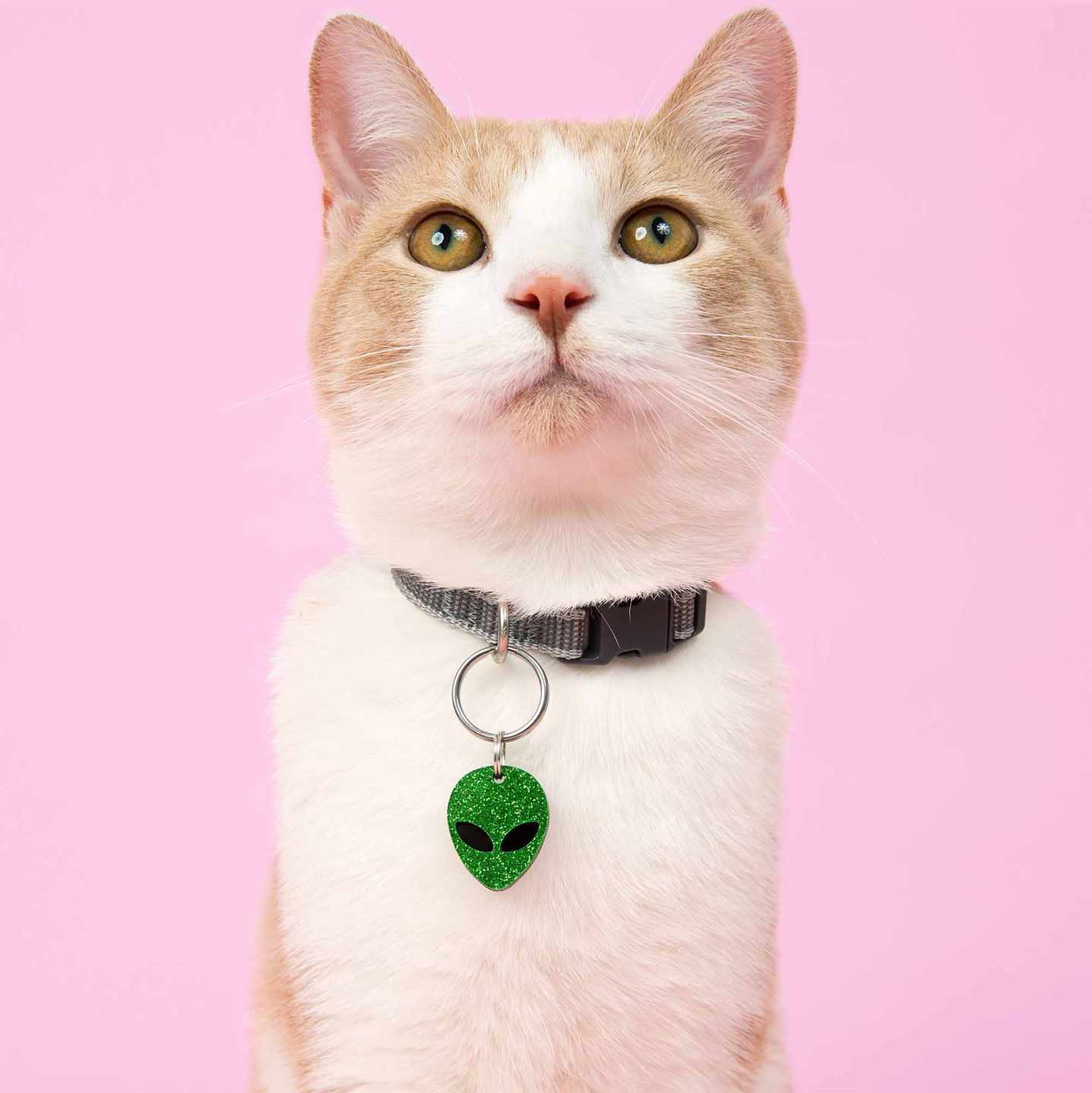 Cat wearing a silent green alien pet name tag attached to collar. Jingle-free acrylic ID tag for small and sensitive pets.