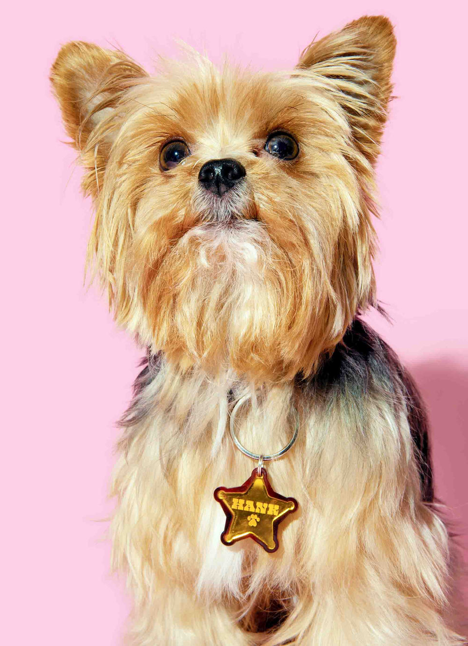 Yorkie wearing a sheriff badge pet ID tag on a collar. Silent, jingle-free acrylic ID tag for noise reduction.