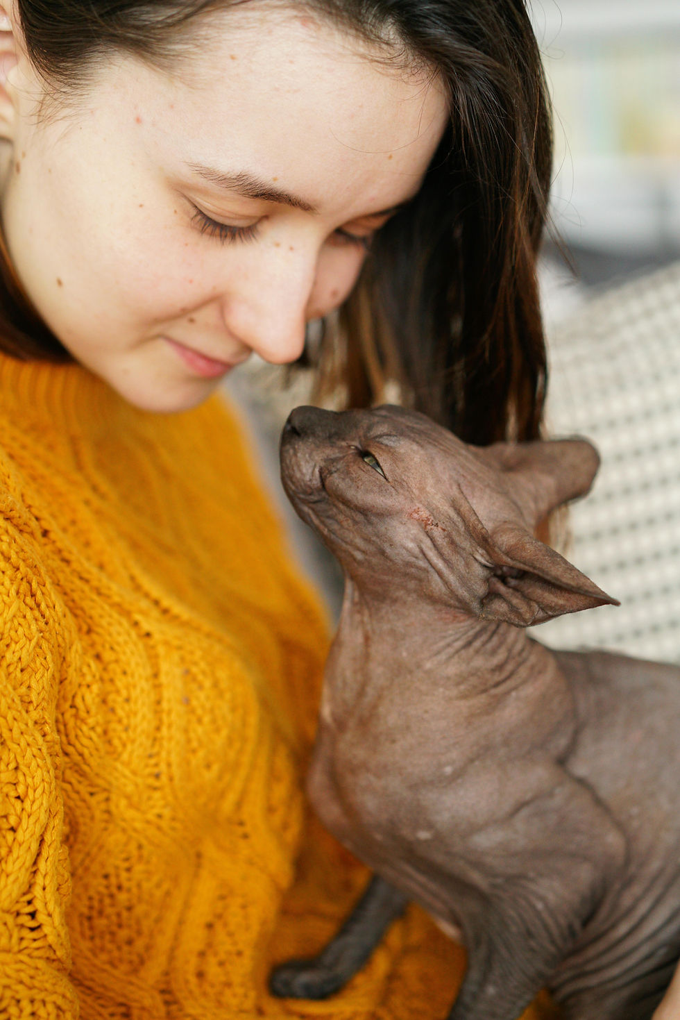 Hairless Sphynx cat being hugged by person.