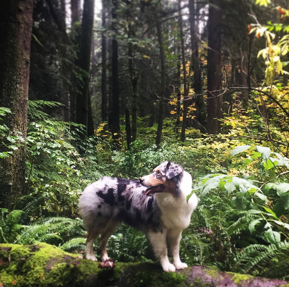 Dog in Vancouver's hiking trails. The inspiration behind Kissamo's waterproof pet name tags.
