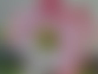 Is your Tropical Holiday overdue? Experience an instant vacation with guided imagery!