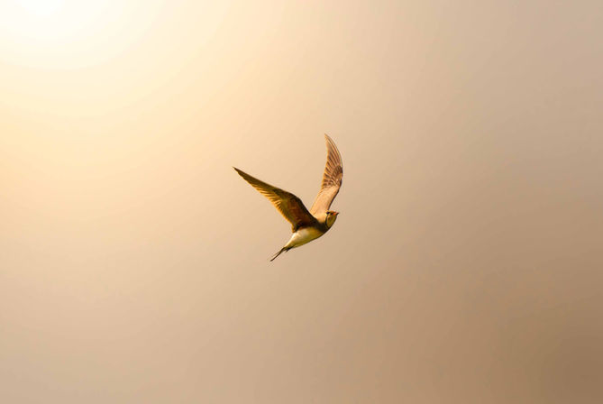 CollaredPratincole_Web_5.1.JPG