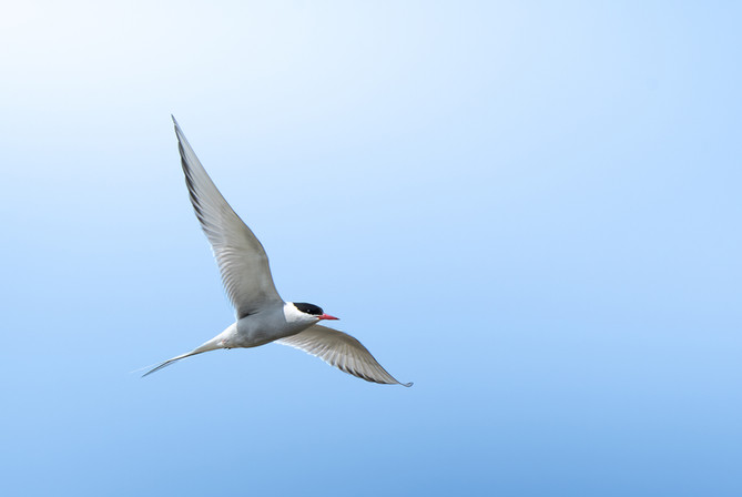 ArcticTern_WEB_4.jpg