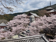 壷坂寺の桜大仏