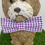 Thumbnail: MEDIUM size dog bow in white with purple gingham
