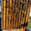 Thumbnail: Live Bees