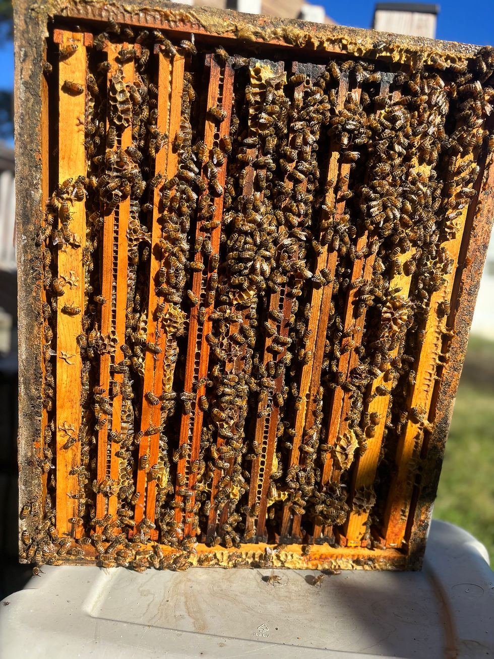 Thumbnail: Live Bees-Spring 2027