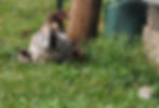 Mamma Stormy and her chicks