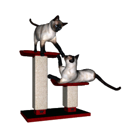 Imagen-animada-Gato-320.GIF