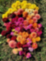 Thumbnail: Bulk Mystery- set of 5 Tubers