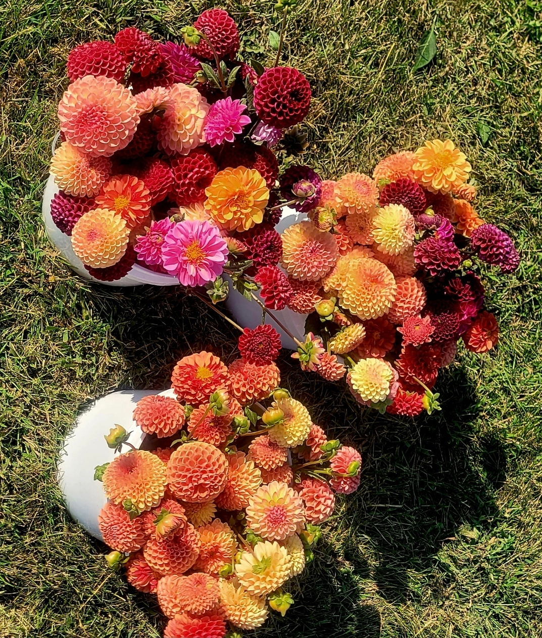 Bulk Mystery- set of 10 tubers