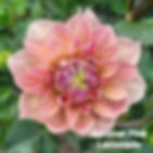 Summer's Pink Lemonade