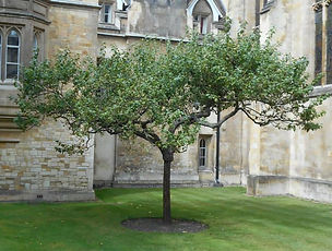 Sapling_of_newton_apple_tree_(cropped).j