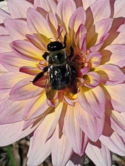 IMG_20231025_112436_edited