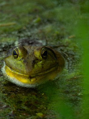 Wildlife