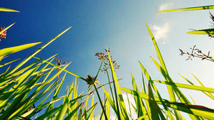 Crushed Unknowingly Underfoot