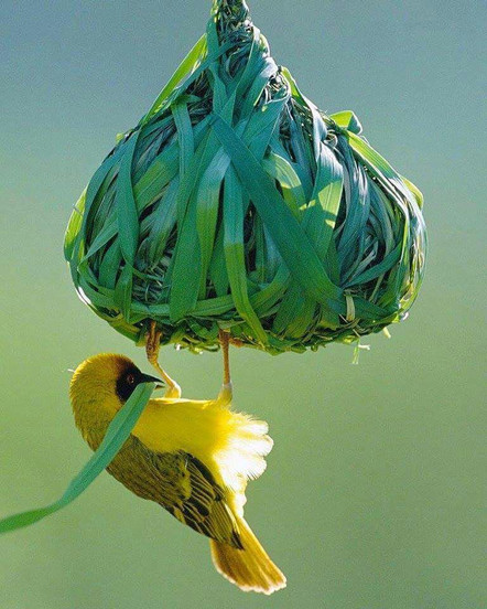 bird1.jpeg