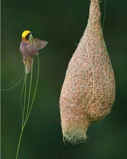 bird2.jpeg