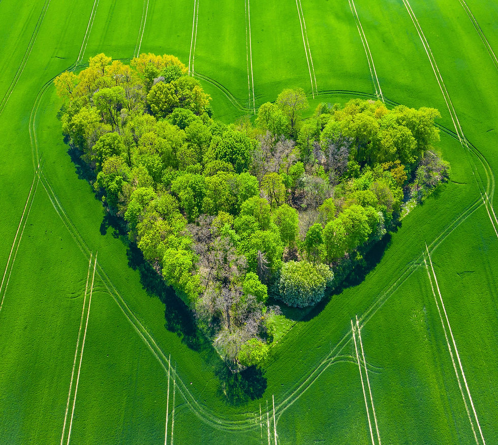 Ein aus Baeumen auf einem grossem gruenen Feld gepflanztes Herz. Sattgruen mit senkrechten Fahrspuren und einem Herz um das Herz 