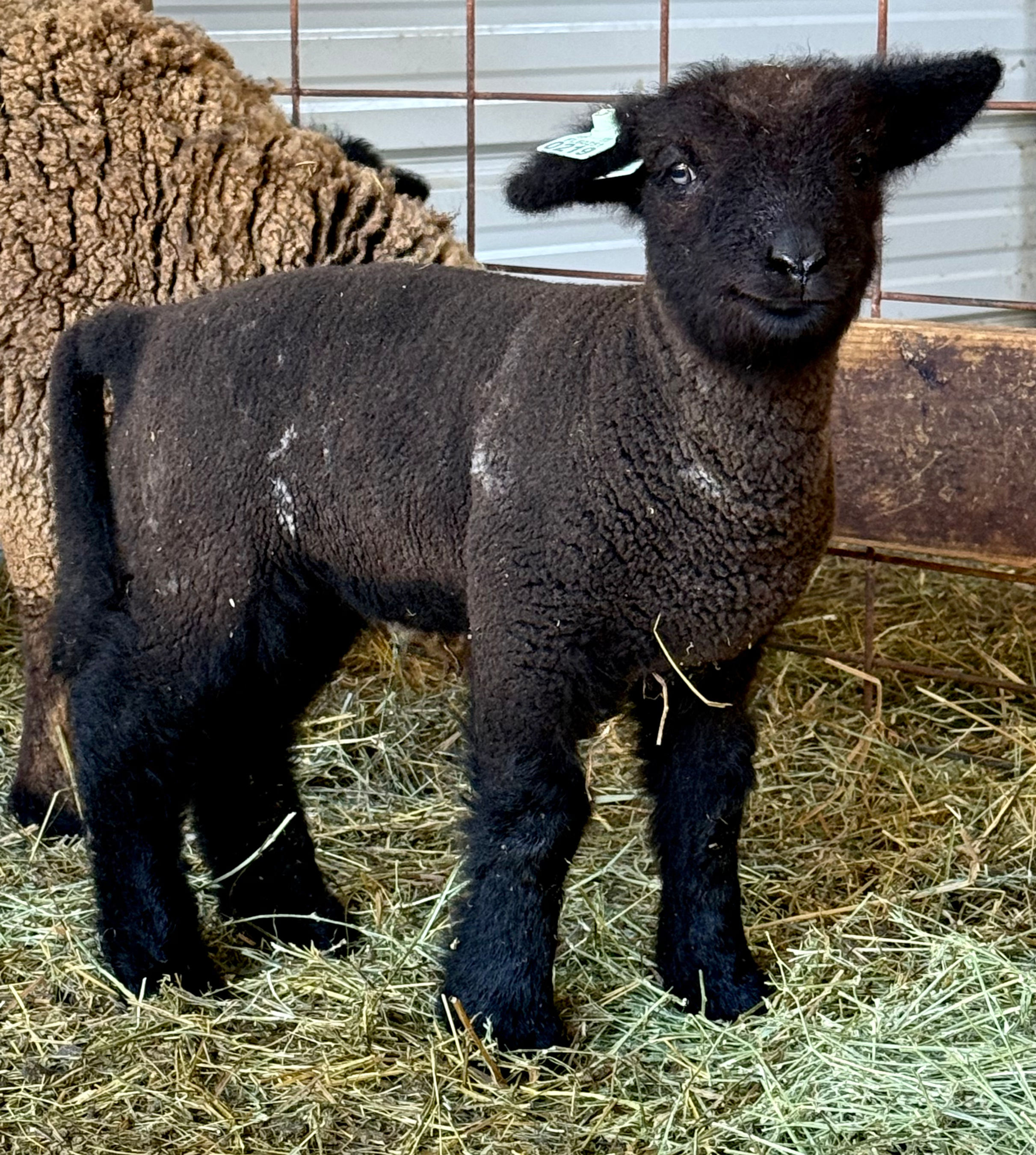  #BQE219 Babyquin twin black with white ewe, born 2/6/26