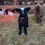 Thumbnail: #BQE210 Born 2/15/25 Spotted Babyquin Ewe, 1/2 babydoll 1/2 Harlequin 